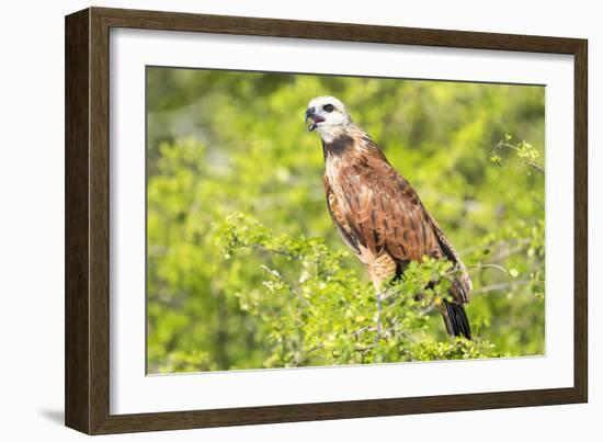 Belize, Crooked Tree Wildlife Sanctuary. Black-collared Hawk calls from a perch.-Elizabeth Boehm-Framed Photographic Print