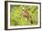 Belize, Crooked Tree Wildlife Sanctuary. Black-collared Hawk calls from a perch.-Elizabeth Boehm-Framed Photographic Print