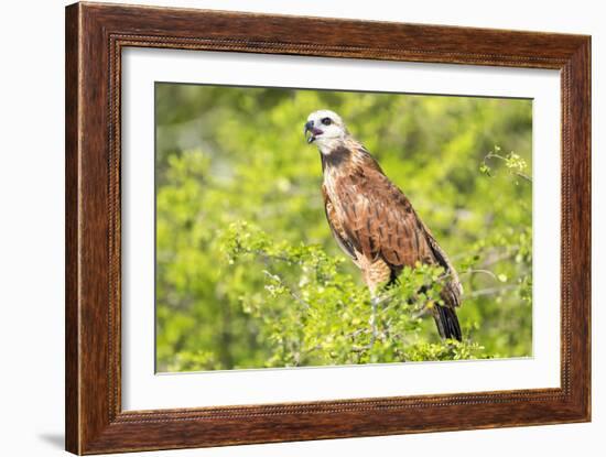 Belize, Crooked Tree Wildlife Sanctuary. Black-collared Hawk calls from a perch.-Elizabeth Boehm-Framed Photographic Print