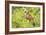 Belize, Crooked Tree Wildlife Sanctuary. Black-collared Hawk calls from a perch.-Elizabeth Boehm-Framed Photographic Print