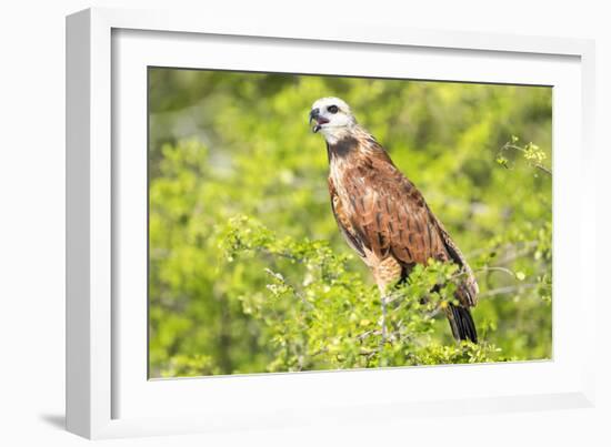 Belize, Crooked Tree Wildlife Sanctuary. Black-collared Hawk calls from a perch.-Elizabeth Boehm-Framed Photographic Print