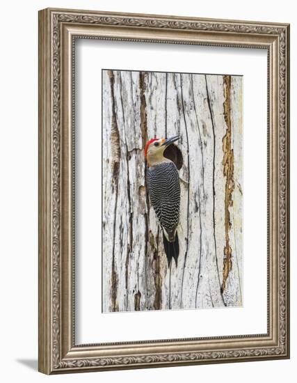 Belize, Crooked Tree Wildlife Sanctuary. Golden-fronted Woodpecker sitting at the nest cavity-Elizabeth Boehm-Framed Photographic Print