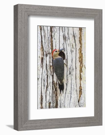 Belize, Crooked Tree Wildlife Sanctuary. Golden-fronted Woodpecker sitting at the nest cavity-Elizabeth Boehm-Framed Photographic Print