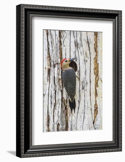 Belize, Crooked Tree Wildlife Sanctuary. Golden-fronted Woodpecker sitting at the nest cavity-Elizabeth Boehm-Framed Photographic Print