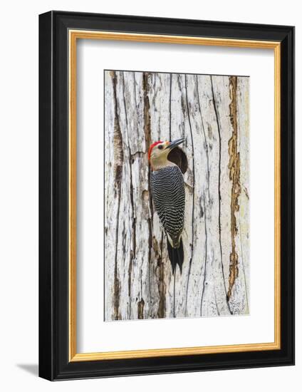 Belize, Crooked Tree Wildlife Sanctuary. Golden-fronted Woodpecker sitting at the nest cavity-Elizabeth Boehm-Framed Photographic Print