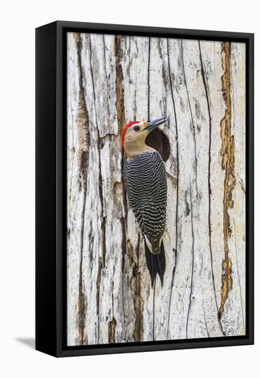 Belize, Crooked Tree Wildlife Sanctuary. Golden-fronted Woodpecker sitting at the nest cavity-Elizabeth Boehm-Framed Premier Image Canvas