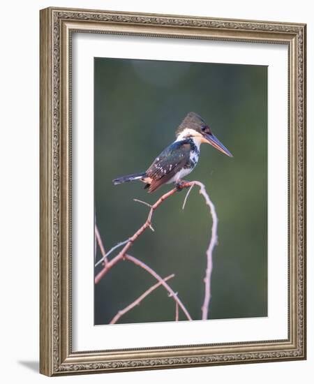 Belize, Crooked Tree Wildlife Sanctuary. Little Green Kingfisher perching on a limb.-Elizabeth Boehm-Framed Photographic Print