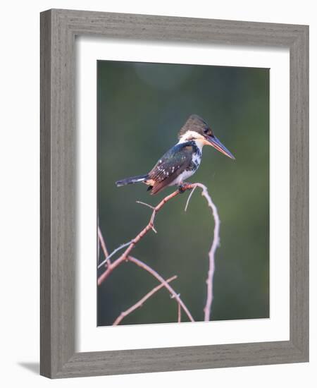 Belize, Crooked Tree Wildlife Sanctuary. Little Green Kingfisher perching on a limb.-Elizabeth Boehm-Framed Photographic Print