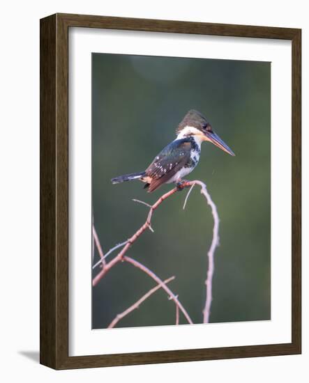 Belize, Crooked Tree Wildlife Sanctuary. Little Green Kingfisher perching on a limb.-Elizabeth Boehm-Framed Photographic Print