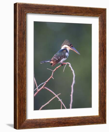 Belize, Crooked Tree Wildlife Sanctuary. Little Green Kingfisher perching on a limb.-Elizabeth Boehm-Framed Photographic Print