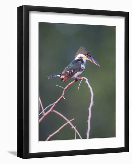 Belize, Crooked Tree Wildlife Sanctuary. Little Green Kingfisher perching on a limb.-Elizabeth Boehm-Framed Photographic Print