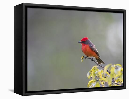 Belize, Crooked Tree Wildlife Sanctuary. Male Vermillion Flycatcher perching on a limb.-Elizabeth Boehm-Framed Premier Image Canvas