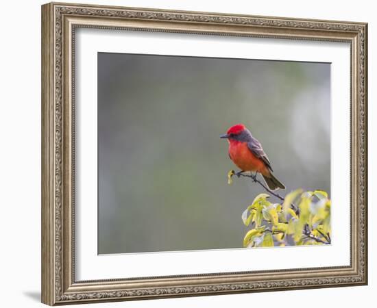 Belize, Crooked Tree Wildlife Sanctuary. Male Vermillion Flycatcher perching on a limb.-Elizabeth Boehm-Framed Photographic Print