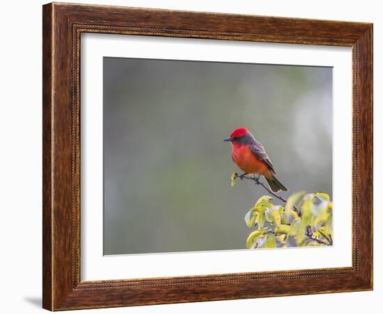 Belize, Crooked Tree Wildlife Sanctuary. Male Vermillion Flycatcher perching on a limb.-Elizabeth Boehm-Framed Photographic Print