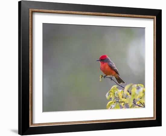 Belize, Crooked Tree Wildlife Sanctuary. Male Vermillion Flycatcher perching on a limb.-Elizabeth Boehm-Framed Photographic Print