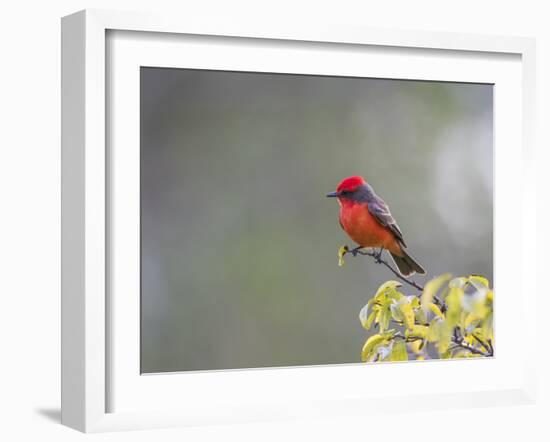 Belize, Crooked Tree Wildlife Sanctuary. Male Vermillion Flycatcher perching on a limb.-Elizabeth Boehm-Framed Photographic Print