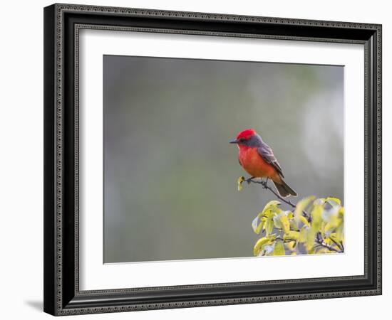 Belize, Crooked Tree Wildlife Sanctuary. Male Vermillion Flycatcher perching on a limb.-Elizabeth Boehm-Framed Photographic Print