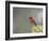 Belize, Crooked Tree Wildlife Sanctuary. Male Vermillion Flycatcher perching on a limb.-Elizabeth Boehm-Framed Photographic Print