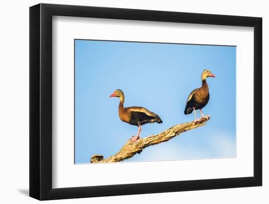 Belize, Crooked Tree Wildlife Sanctuary. Two Black-bellied Tree Ducks perch on a snag.-Elizabeth Boehm-Framed Photographic Print