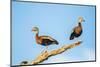 Belize, Crooked Tree Wildlife Sanctuary. Two Black-bellied Tree Ducks perch on a snag.-Elizabeth Boehm-Mounted Photographic Print