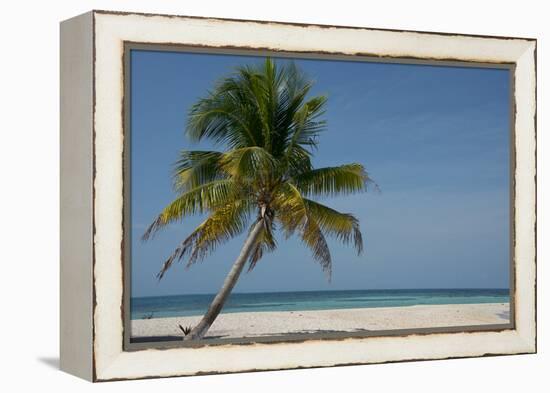 Belize. Goff Caye. Palm Tree and White Sand Beach-Cindy Miller Hopkins-Framed Premier Image Canvas
