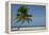 Belize. Goff Caye. Palm Tree and White Sand Beach-Cindy Miller Hopkins-Framed Premier Image Canvas