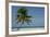 Belize. Goff Caye. Palm Tree and White Sand Beach-Cindy Miller Hopkins-Framed Photographic Print