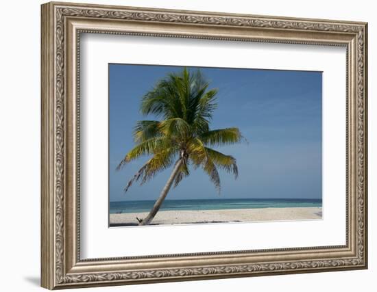 Belize. Goff Caye. Palm Tree and White Sand Beach-Cindy Miller Hopkins-Framed Photographic Print
