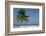 Belize. Goff Caye. Palm Tree and White Sand Beach-Cindy Miller Hopkins-Framed Photographic Print