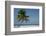 Belize. Goff Caye. Palm Tree and White Sand Beach-Cindy Miller Hopkins-Framed Photographic Print