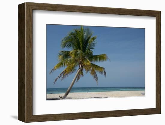 Belize. Goff Caye. Palm Tree and White Sand Beach-Cindy Miller Hopkins-Framed Photographic Print