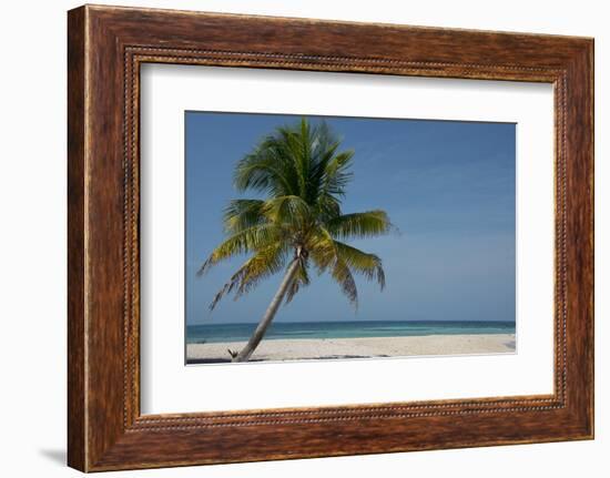 Belize. Goff Caye. Palm Tree and White Sand Beach-Cindy Miller Hopkins-Framed Photographic Print