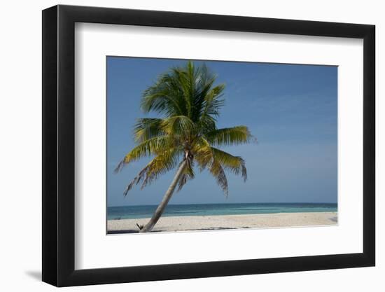 Belize. Goff Caye. Palm Tree and White Sand Beach-Cindy Miller Hopkins-Framed Photographic Print