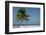 Belize. Goff Caye. Palm Tree and White Sand Beach-Cindy Miller Hopkins-Framed Photographic Print