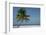 Belize. Goff Caye. Palm Tree and White Sand Beach-Cindy Miller Hopkins-Framed Photographic Print