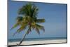 Belize. Goff Caye. Palm Tree and White Sand Beach-Cindy Miller Hopkins-Mounted Photographic Print