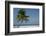 Belize. Goff Caye. Palm Tree and White Sand Beach-Cindy Miller Hopkins-Framed Photographic Print