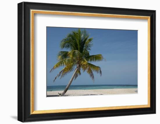 Belize. Goff Caye. Palm Tree and White Sand Beach-Cindy Miller Hopkins-Framed Photographic Print