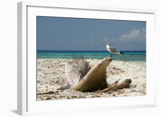 Belize, Laughing Bird Caye Laughing Gull on Driftwood-Cindy Miller Hopkins-Framed Photographic Print