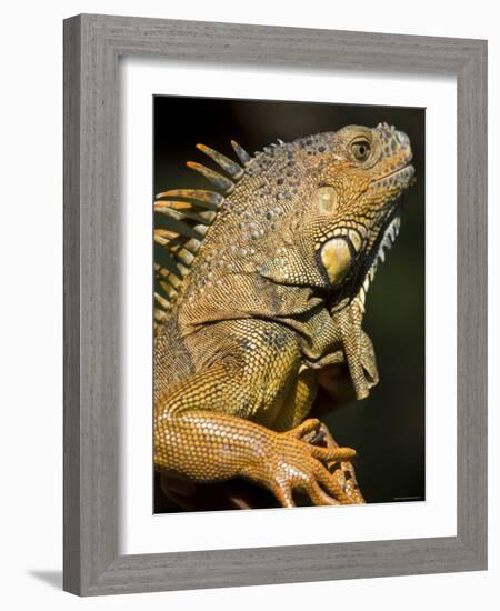 Belize, San Iguacio, Green Iguana-Jane Sweeney-Framed Photographic Print