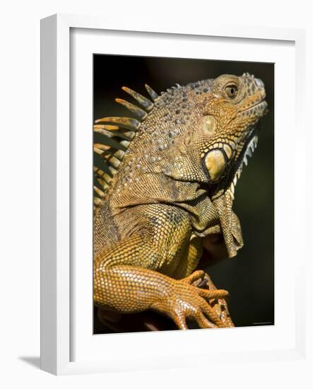 Belize, San Iguacio, Green Iguana-Jane Sweeney-Framed Photographic Print