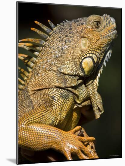 Belize, San Iguacio, Green Iguana-Jane Sweeney-Mounted Photographic Print