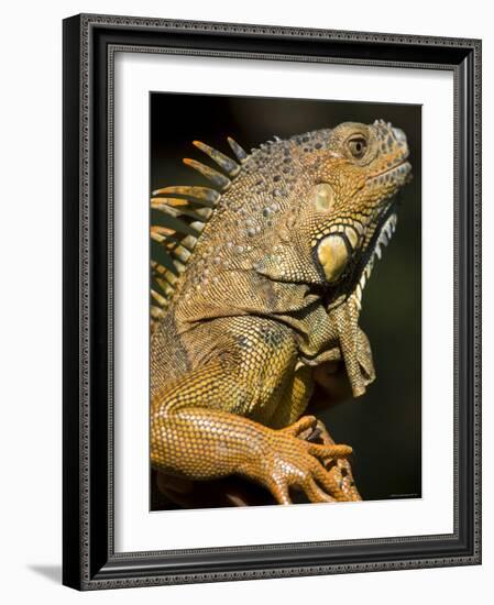 Belize, San Iguacio, Green Iguana-Jane Sweeney-Framed Photographic Print