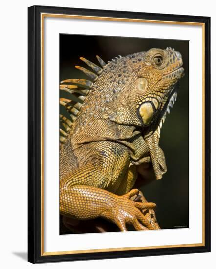 Belize, San Iguacio, Green Iguana-Jane Sweeney-Framed Photographic Print