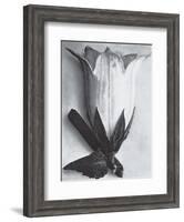 Bell Flower-Karl Blossfeldt-Framed Art Print