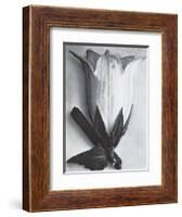 Bell Flower-Karl Blossfeldt-Framed Art Print