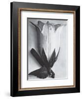 Bell Flower-Karl Blossfeldt-Framed Art Print