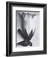 Bell Flower-Karl Blossfeldt-Framed Art Print