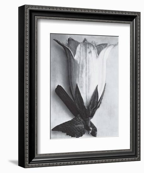 Bell Flower-Karl Blossfeldt-Framed Art Print