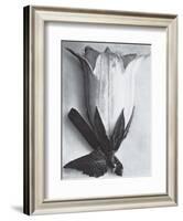 Bell Flower-Karl Blossfeldt-Framed Art Print